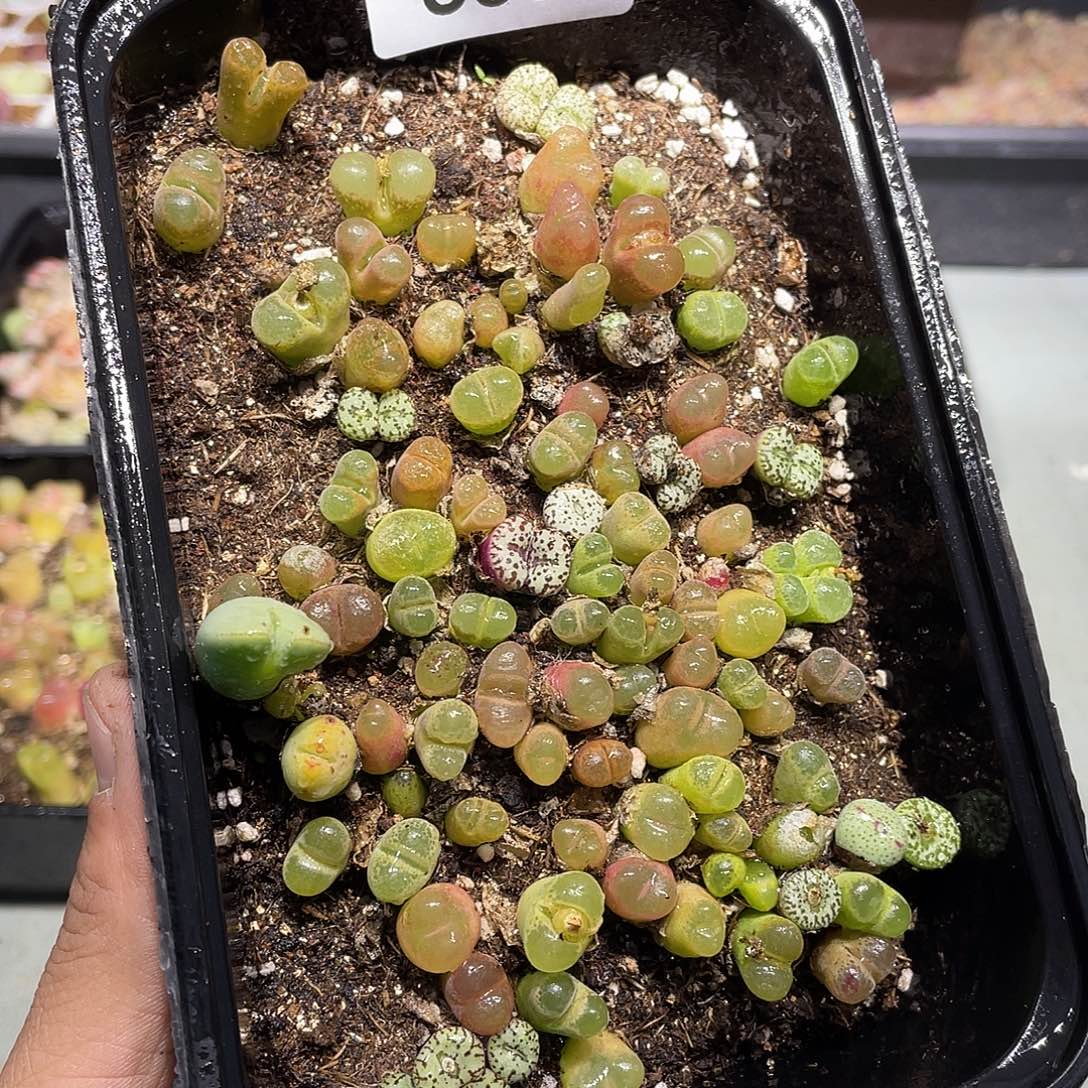 659当天凑满十八元包邮生石花