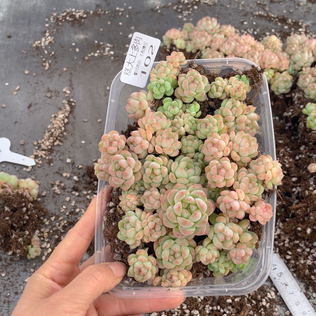 糕大上多肉植物102