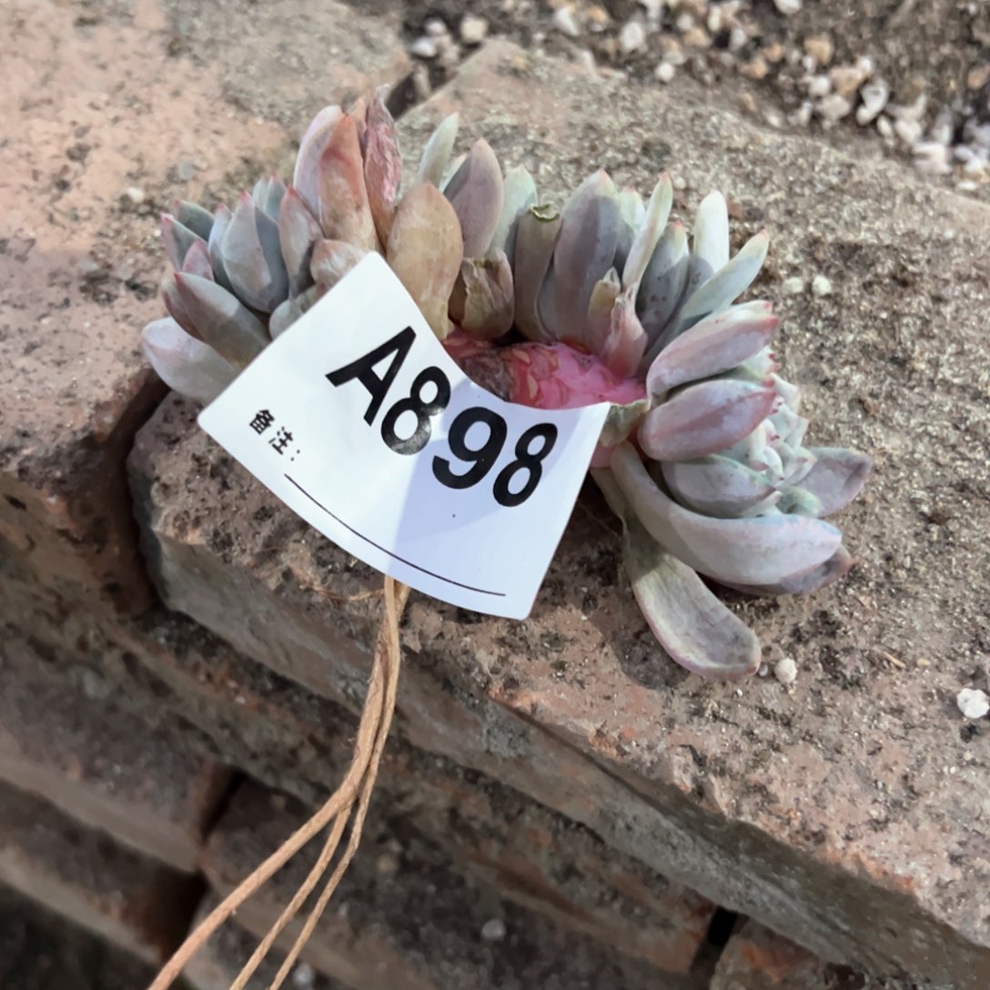 蔷**瑰898多肉多肉多肉多肉多肉