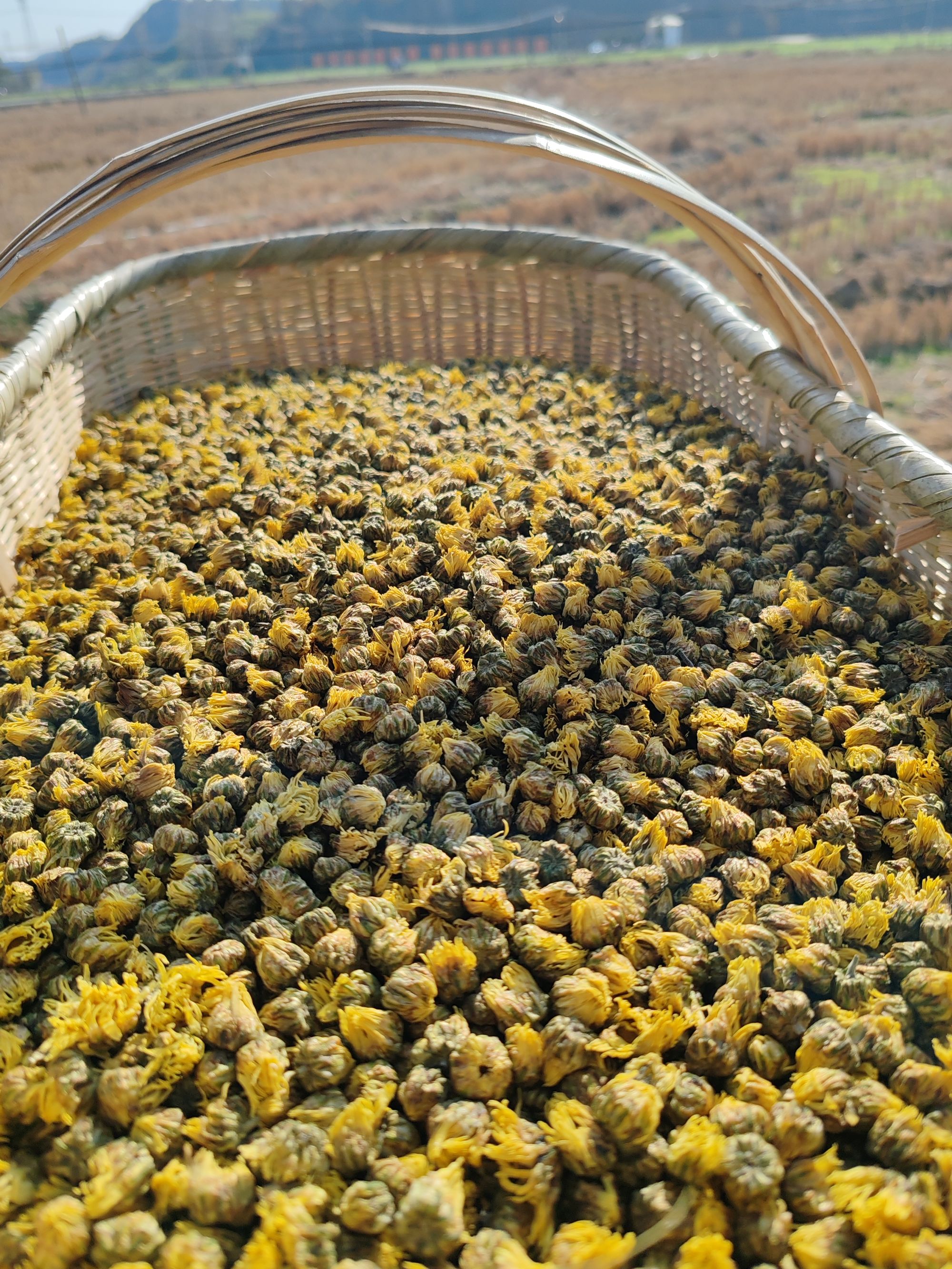 麻城菊花福白菊胎菊100克福田河菊花清香甘甜颗粒饱满原产地
