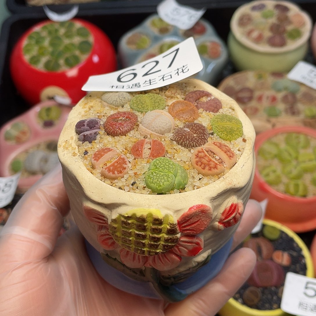 相遇生石花专拍627