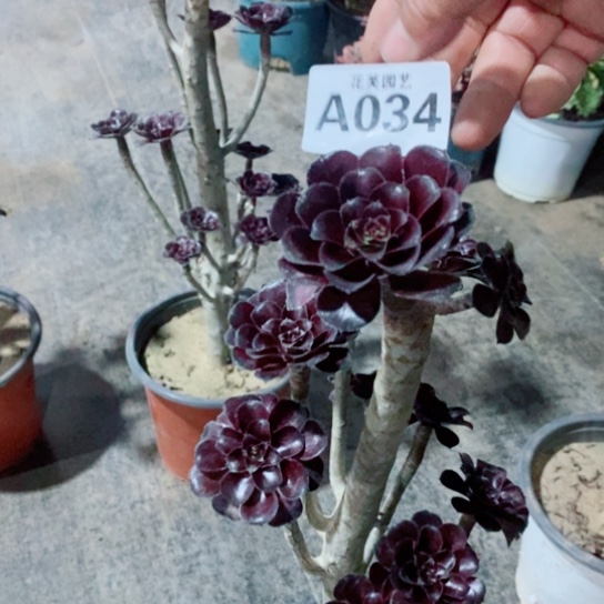 多肉植物墨法师034