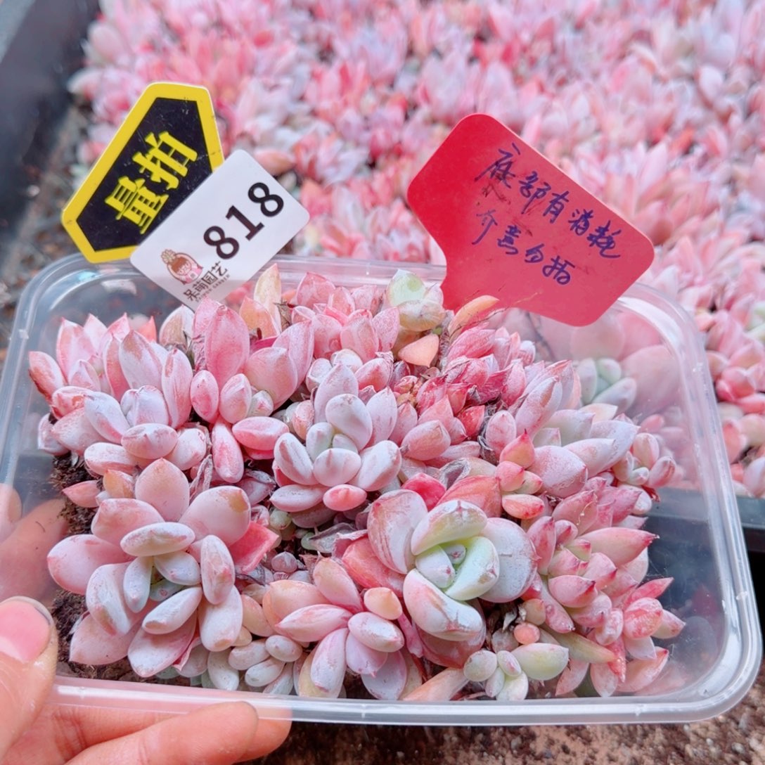 多肉植物多肉植物