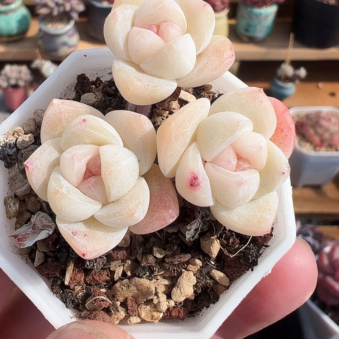 白底冰玉牛腿老桩1440