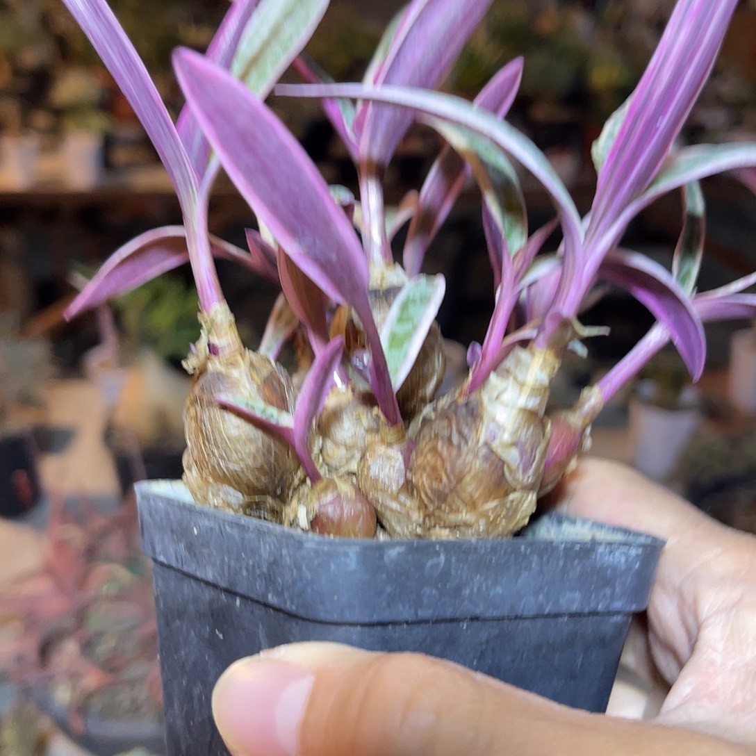 紫背油点百合锦一物一拍