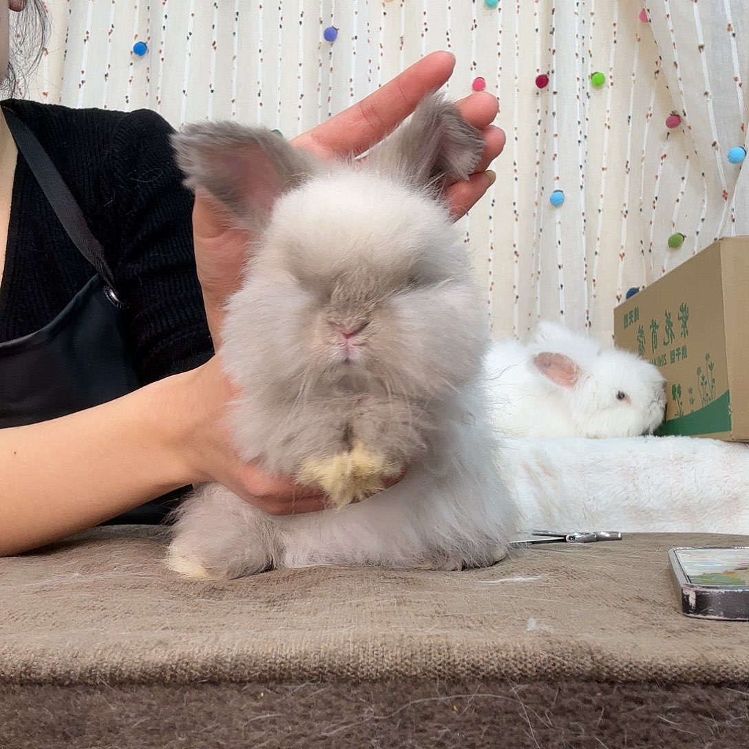 安哥拉兔暹罗色弟弟