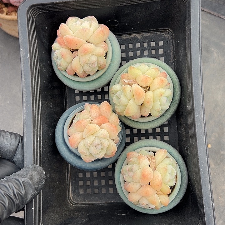 3393，四个三头冰玉带盆发的