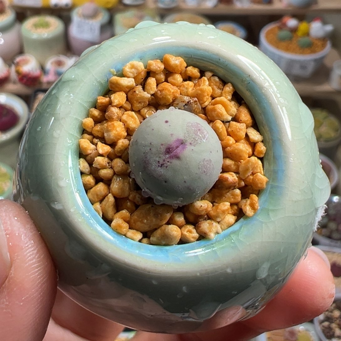 多肉植物101号红嘴