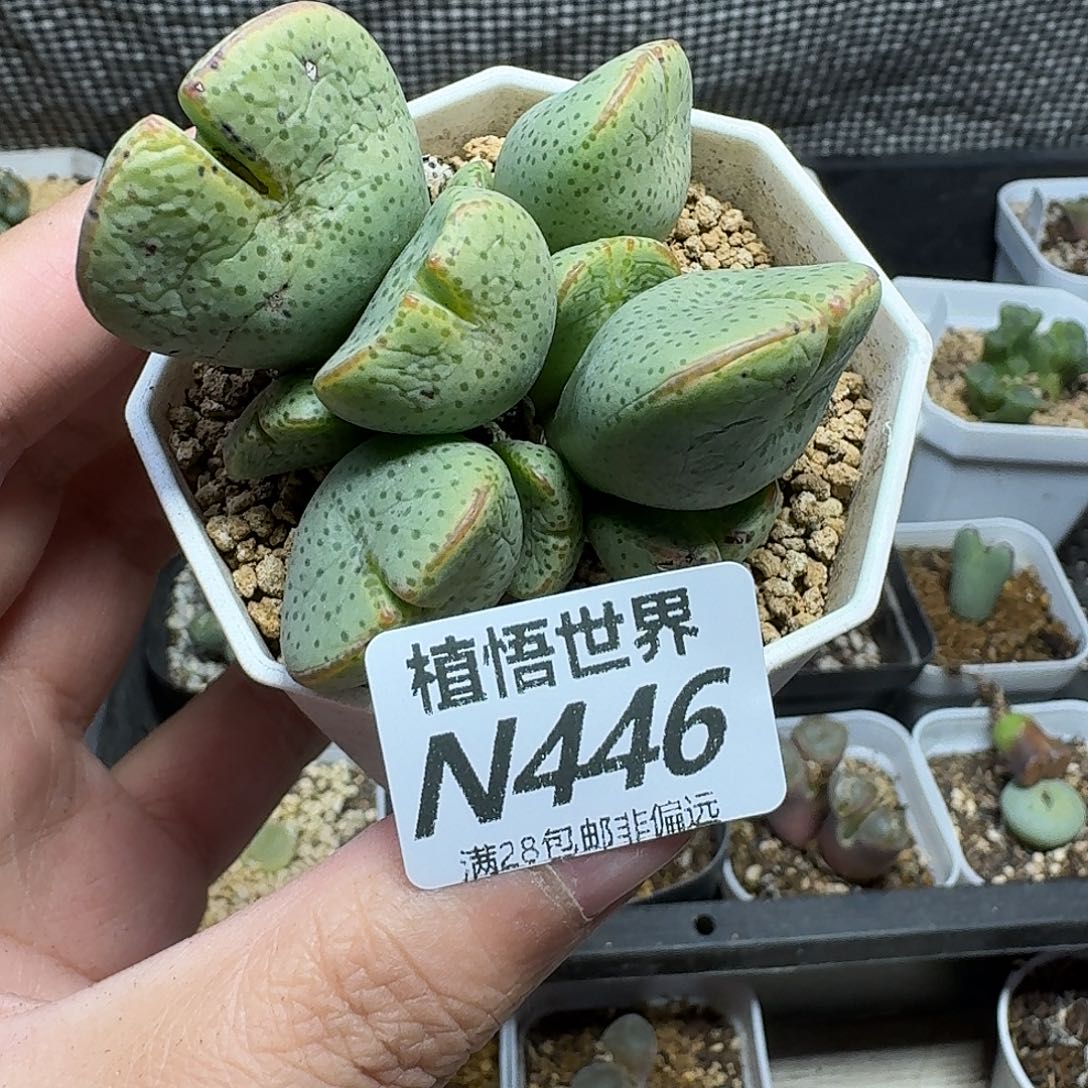 多肉植物的宋哥和您
