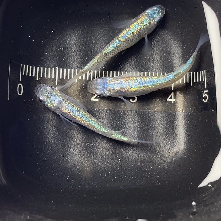 青鳉鱼海王星一公两母