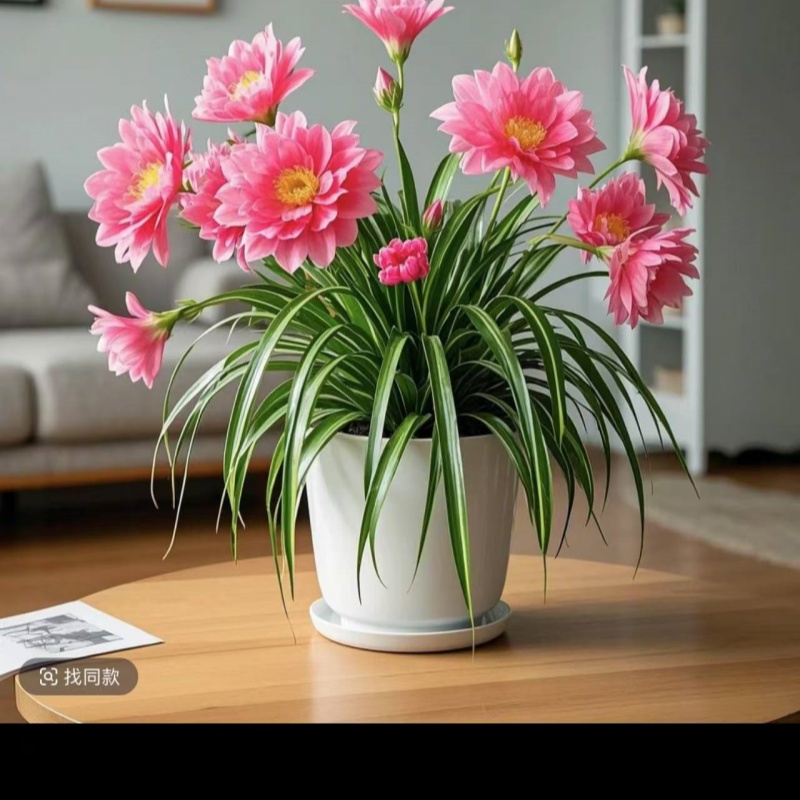 金娃娃吊兰大花重瓣浓香型花卉绿植四季可种植盆栽室外耐热易活花