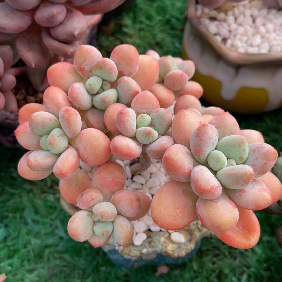 多肉植物盆栽多肉