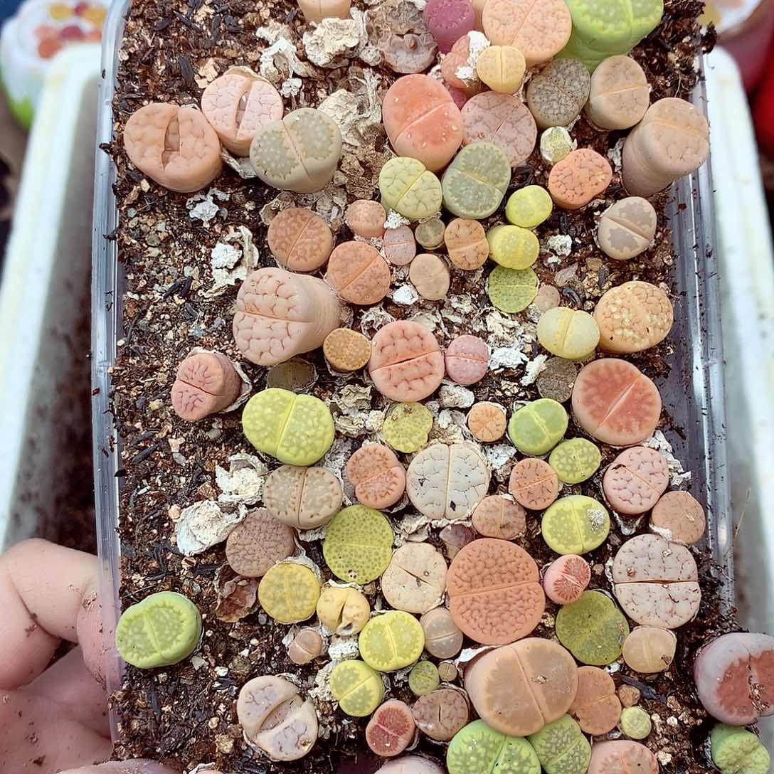 郎哥多肉生石花18-12