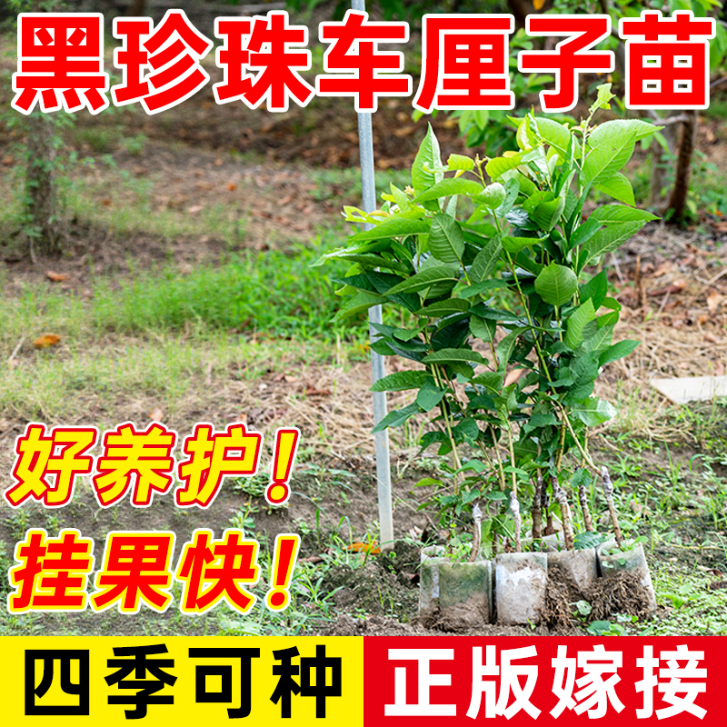 车厘子树苗樱桃树苗嫁接美早乌克兰树苗南方北方种植盆栽庭院果树