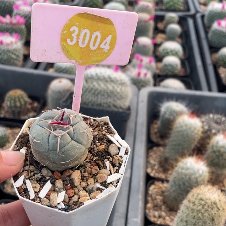 用***9实生天晃30040000000