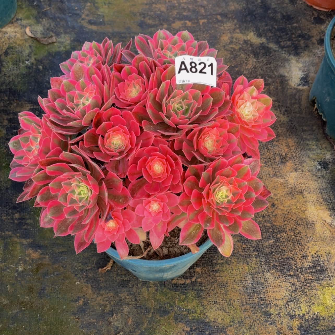 【闪购商品】821香妃