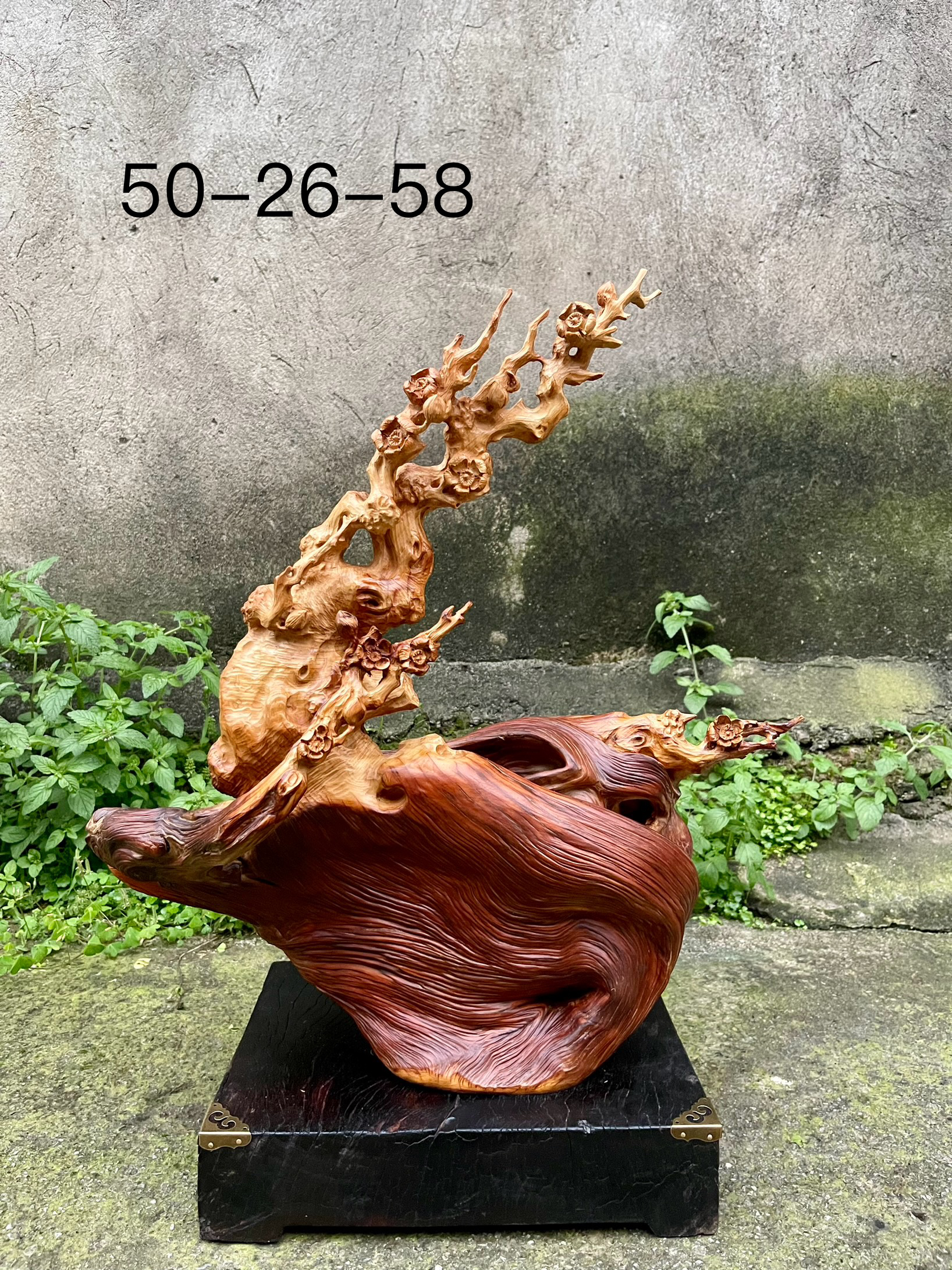 傲雪寒梅，梅花。崖柏木