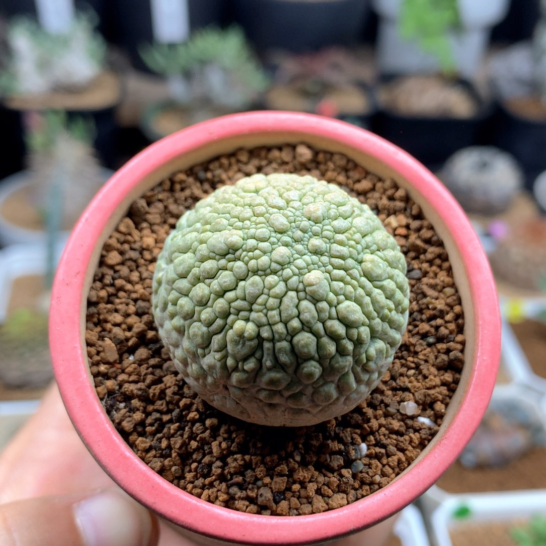 实生圆凝蹄玉多肉脱土