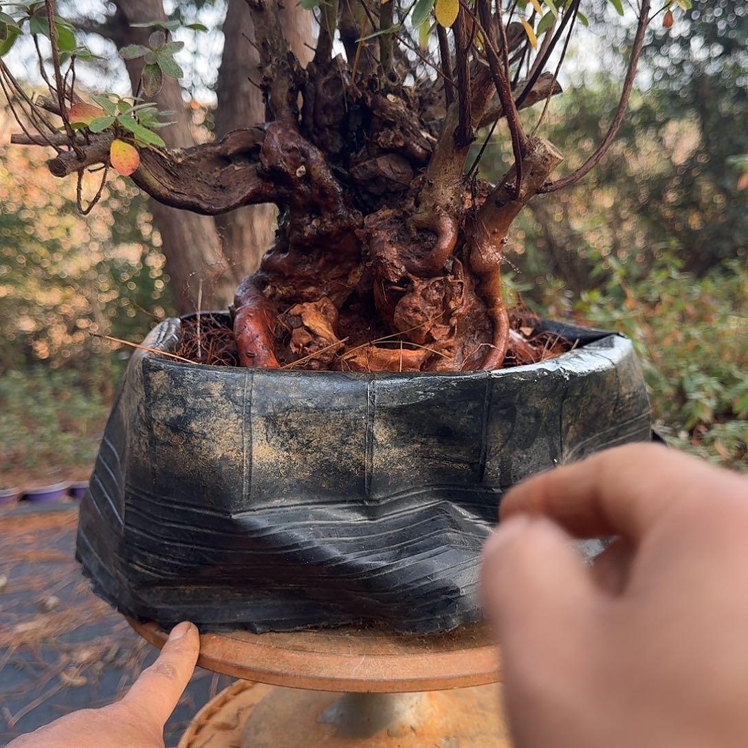 无花朵映山红盆景素材