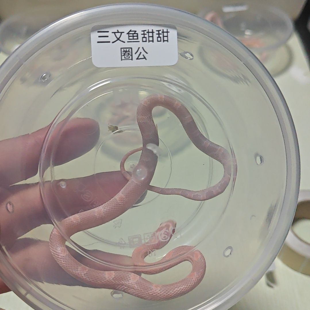 豹纹守宫三文鱼甜甜圈 公