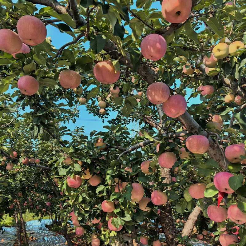 【头茬鲜果】2025正宗陕西红富士现摘现发脆甜爽口