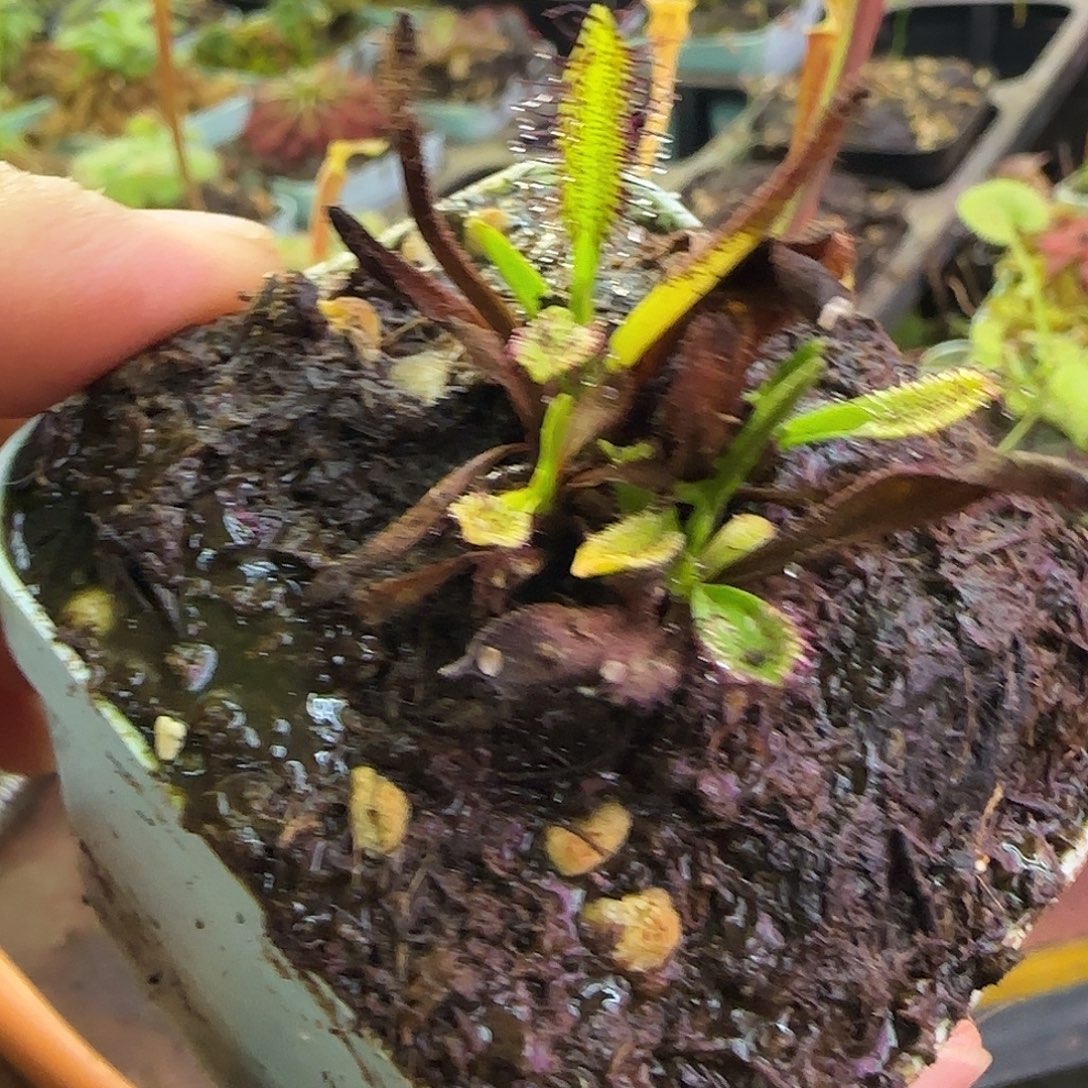 铃***芙无花朵专拍补加链接