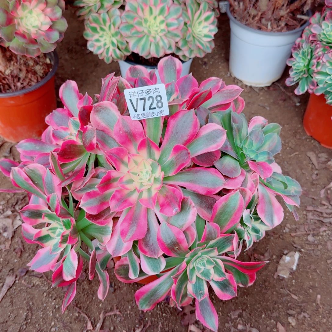 女妖发728给我30   