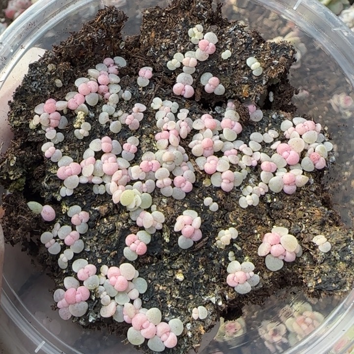 35号彩虹奶酪量拍保底30颗