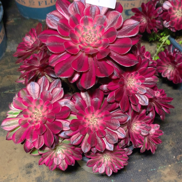 310黑铜白 法师多肉