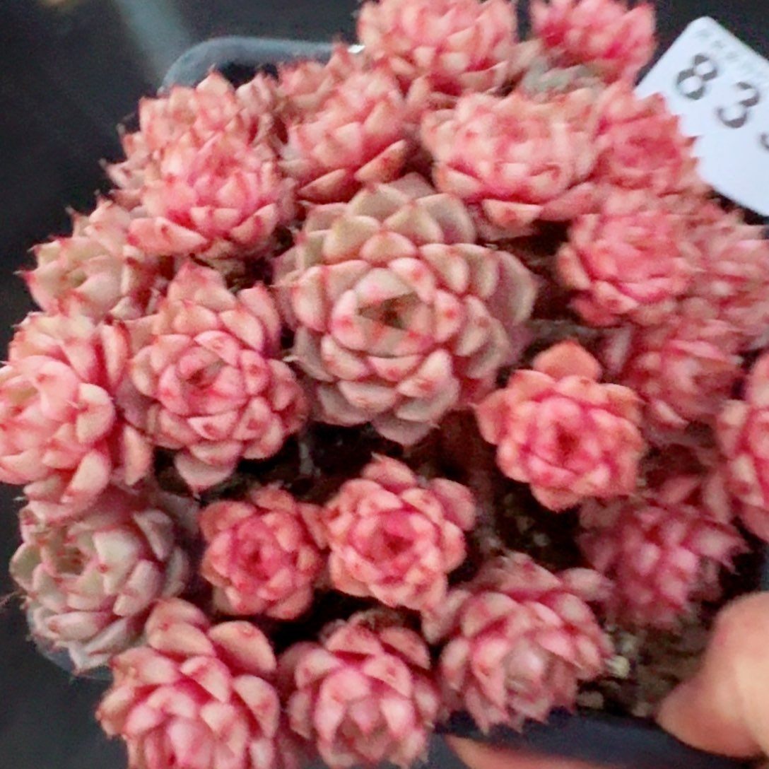 笨吧帝斯群生         精品多肉