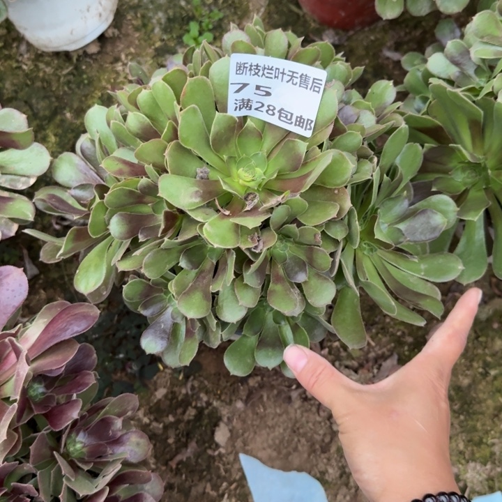 75二号棚流星雨多肉A