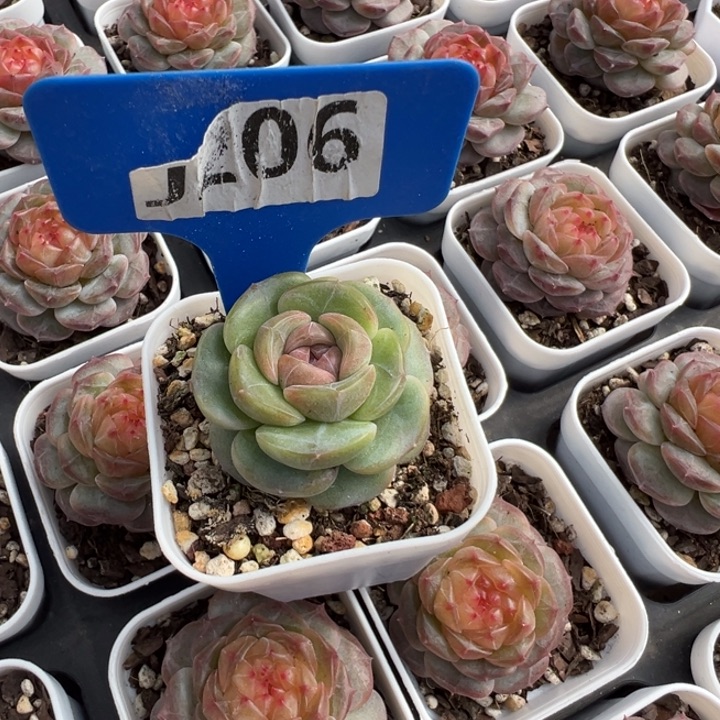 •***幽灵王子5cm多肉植物