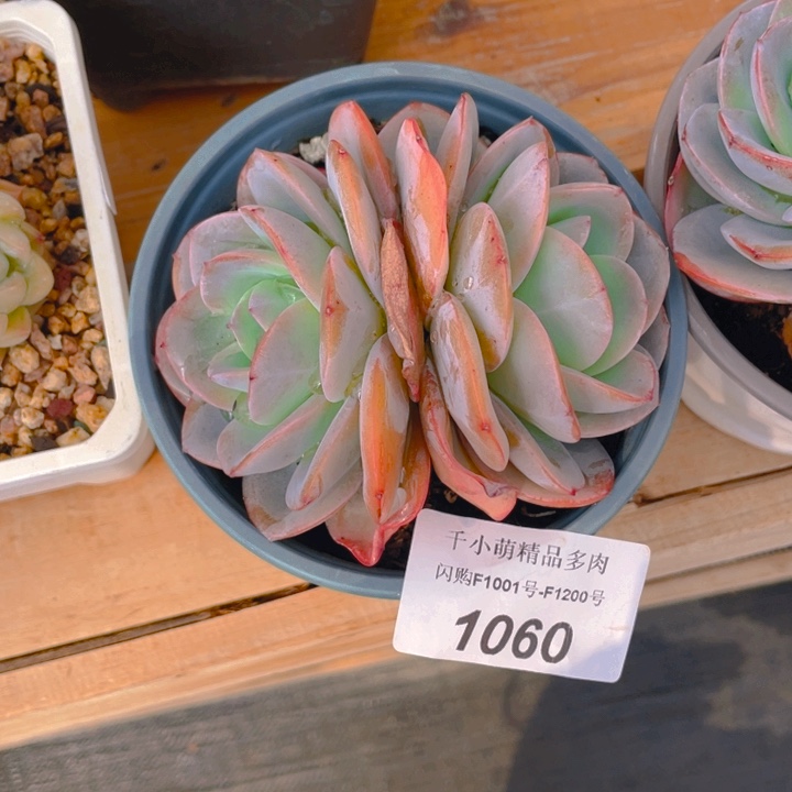 谢谢你的支持00001060