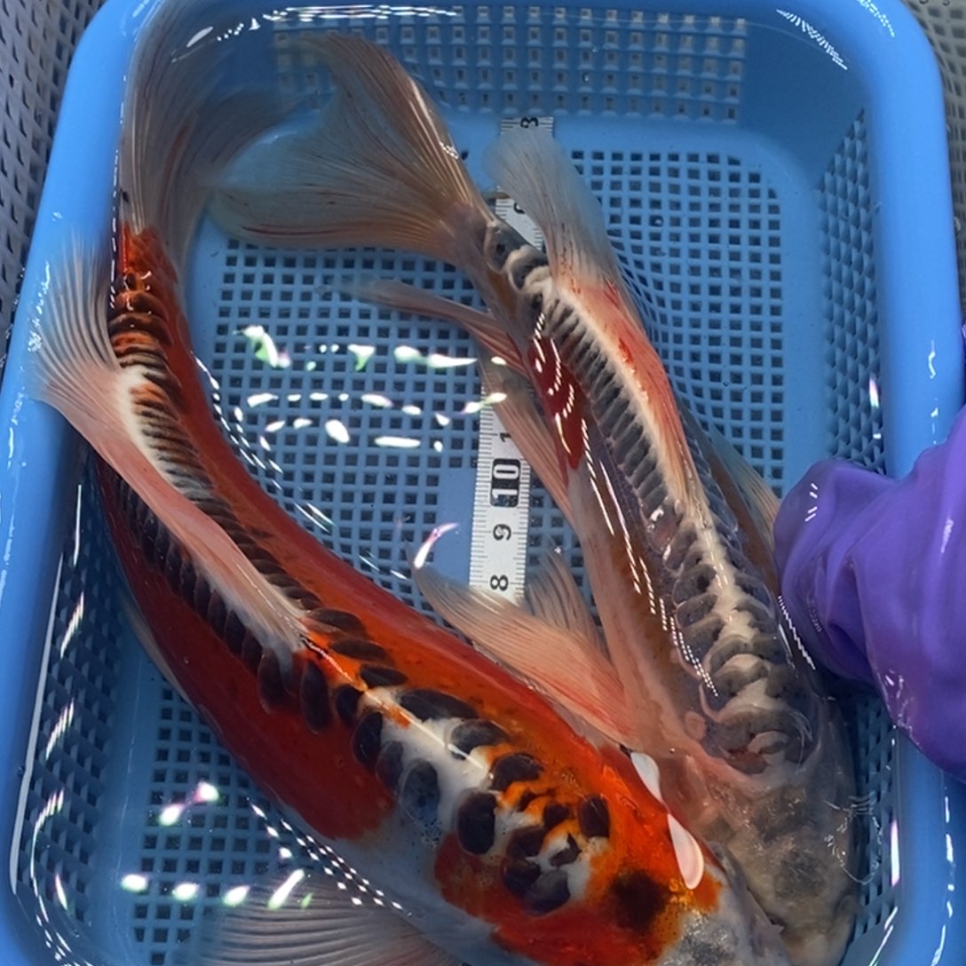 锦鲤冷水锦鲤包邮