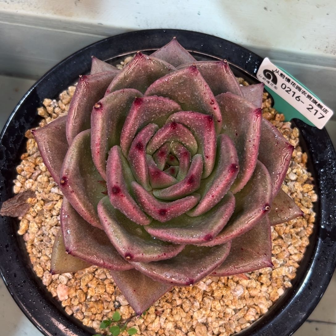 多肉一物一拍0216-217