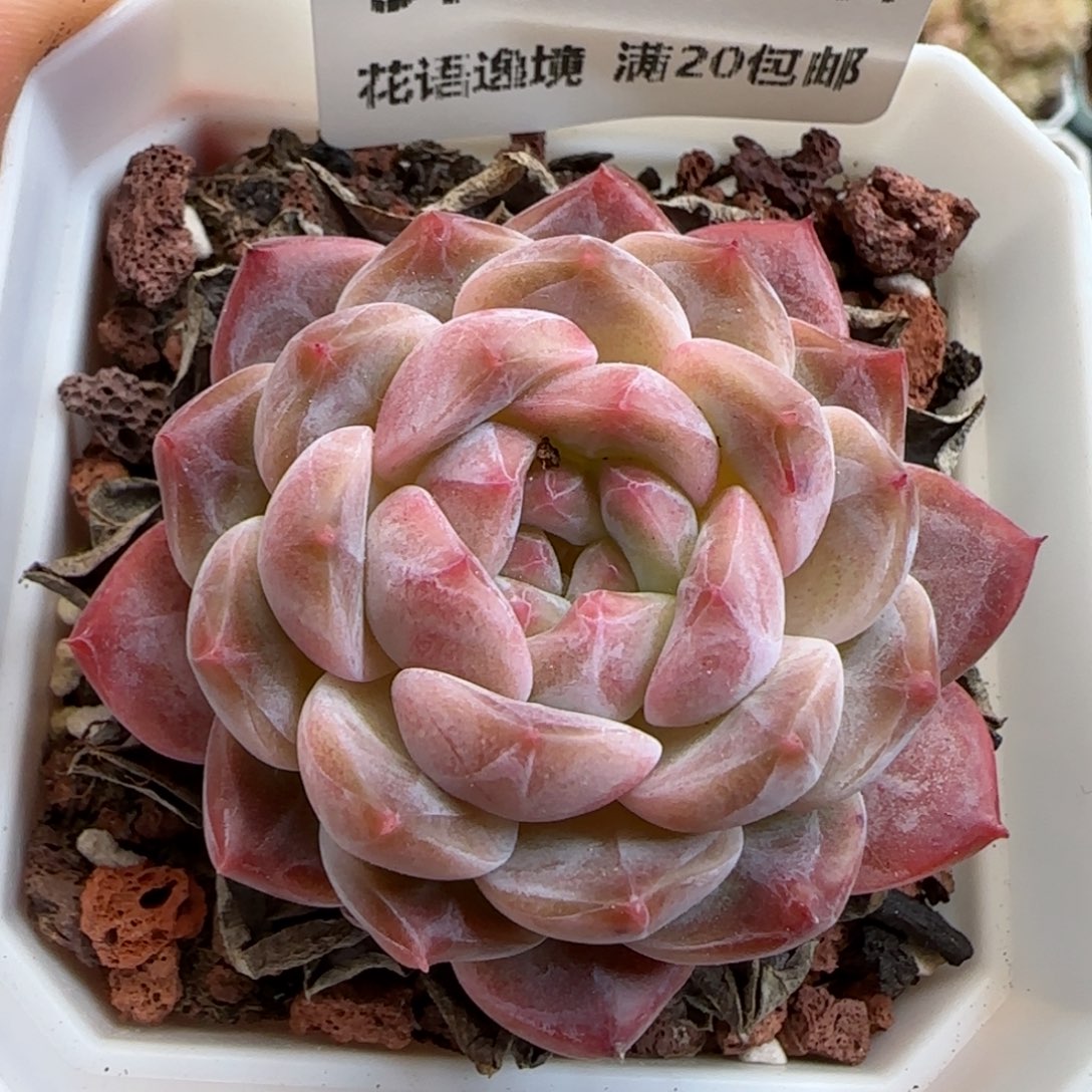 花语逸镜0125-371