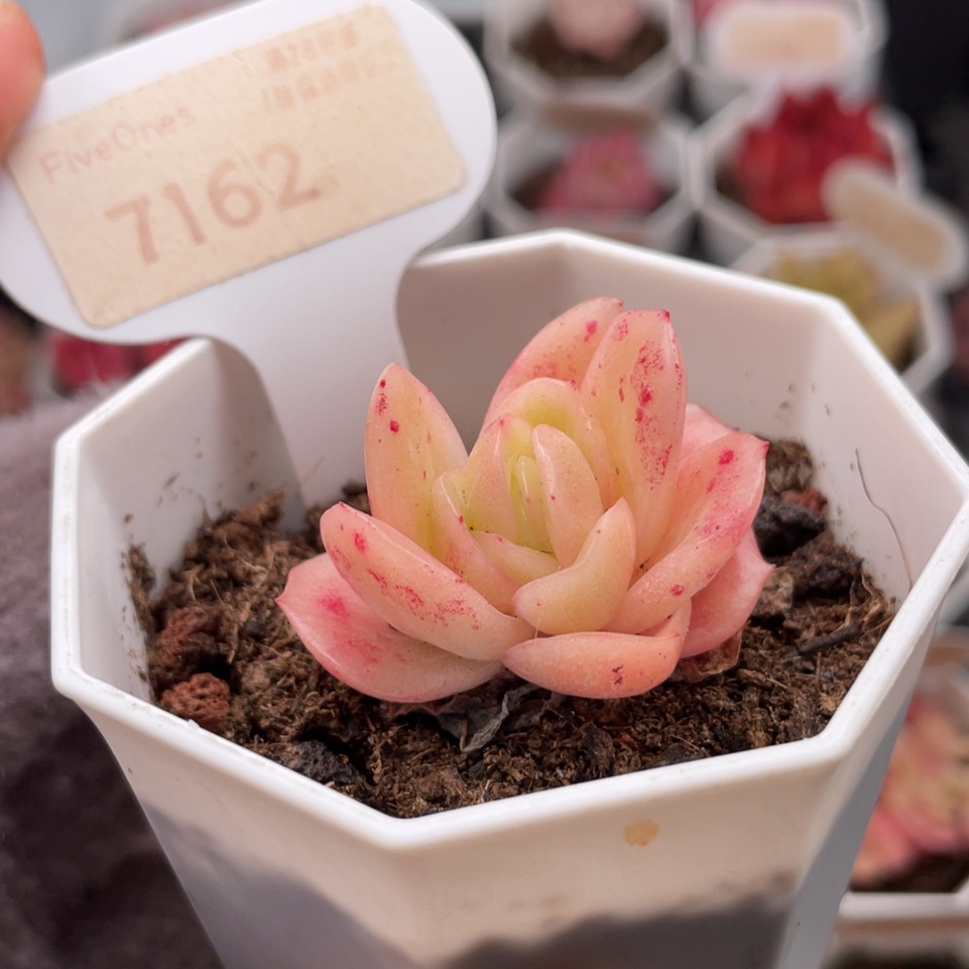 冰玫瑰7162-4.0厘米