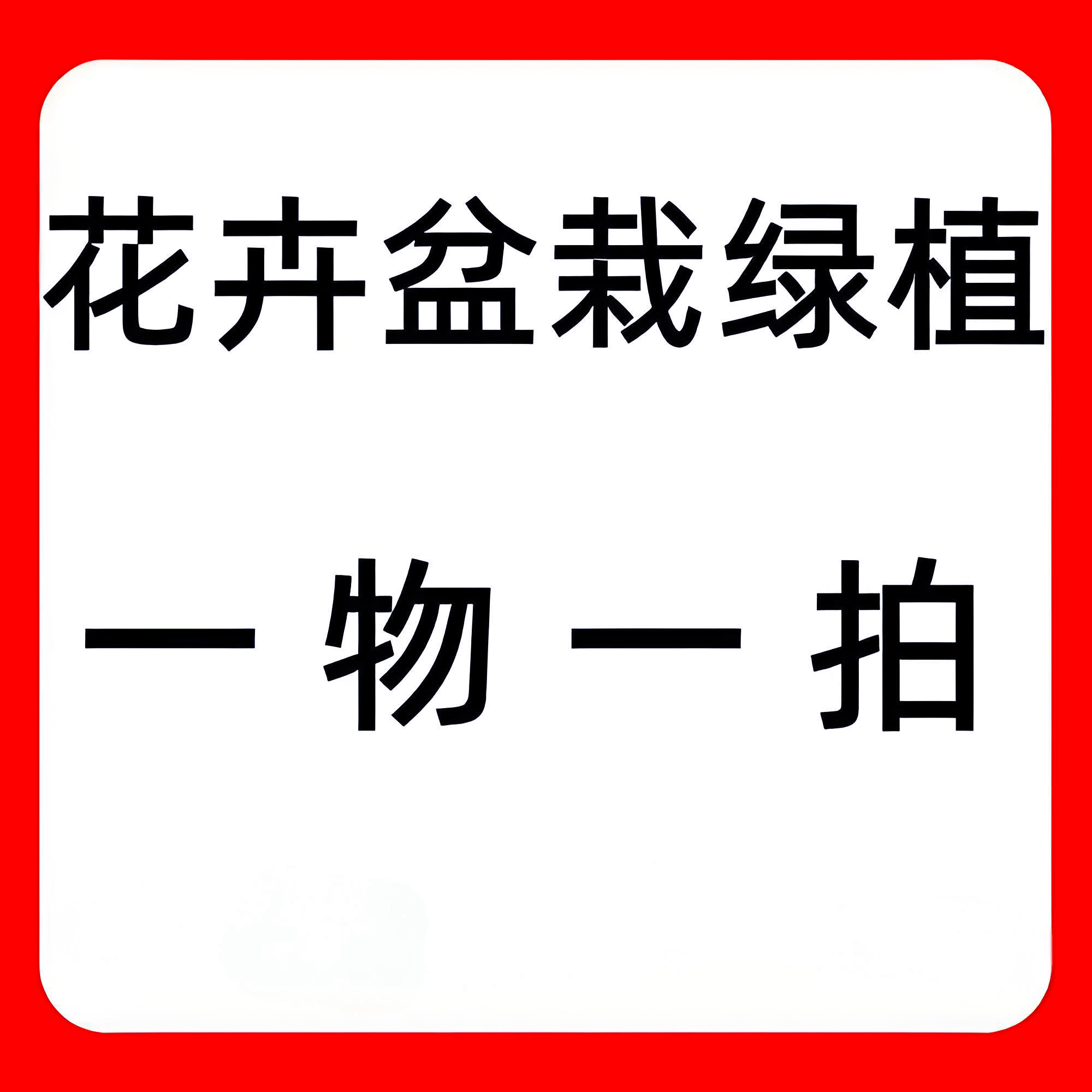 一物一拍精品紫薇(喜阳喜水)