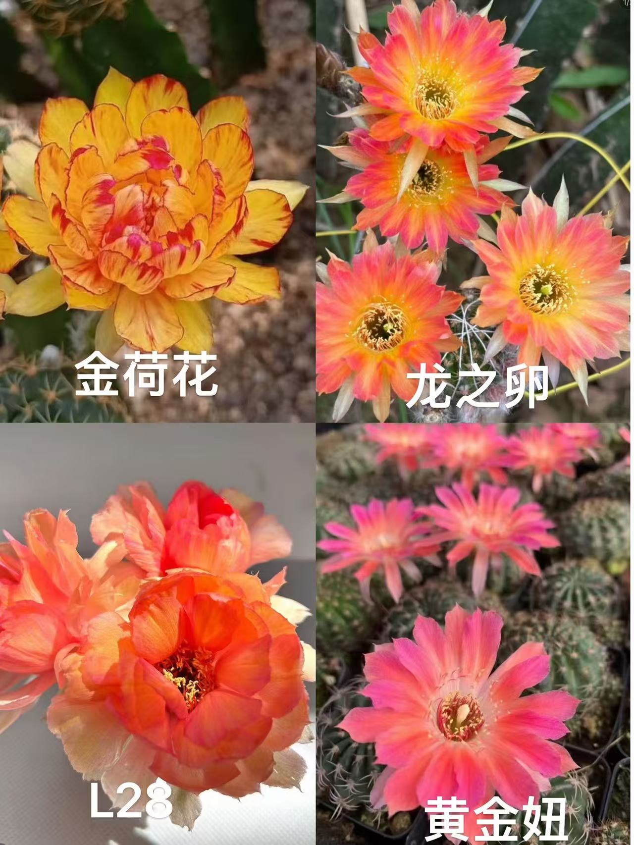 丽花仙人球植物漳州基地直发货 新手好养 室内外