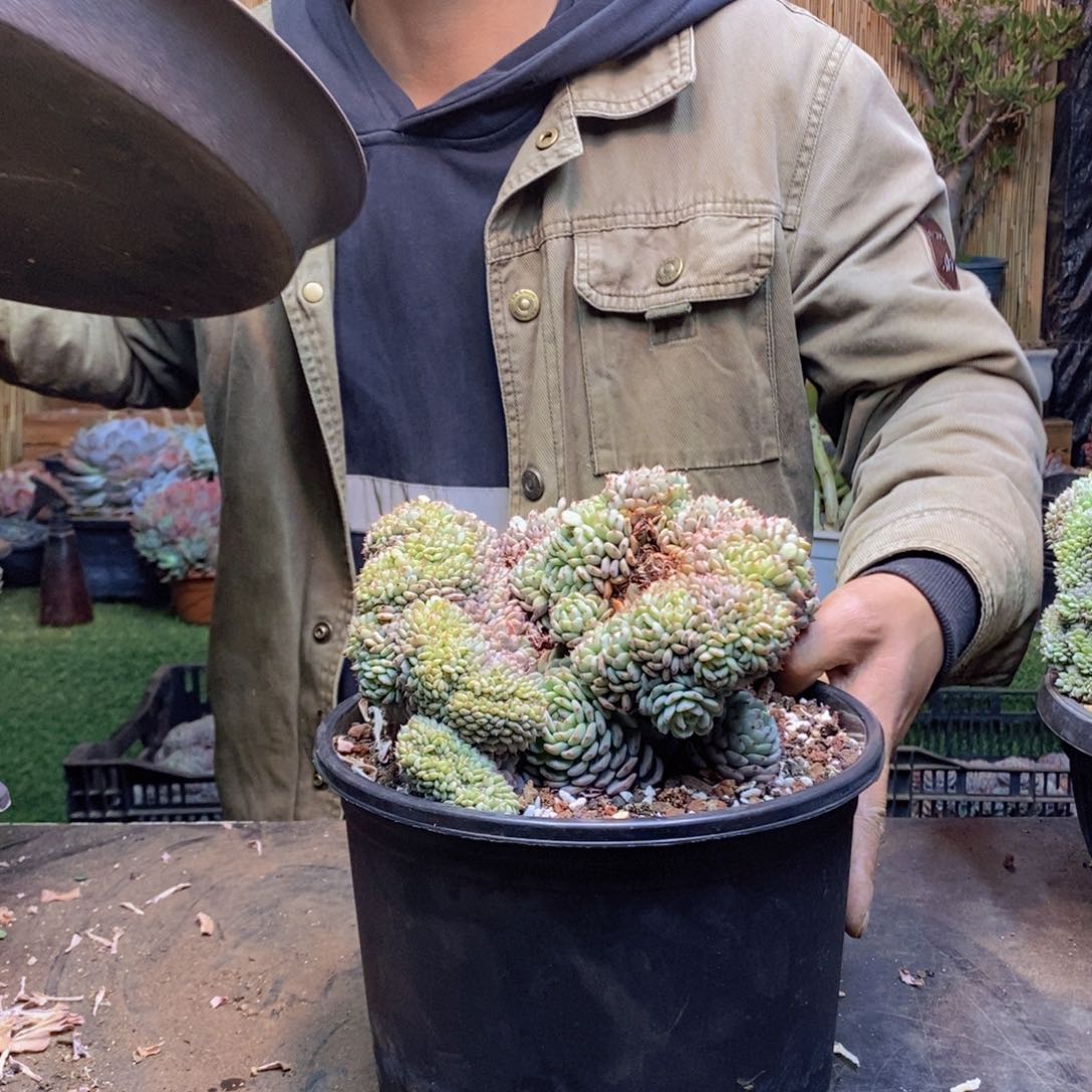 漫****光A173 号白胖子多肉