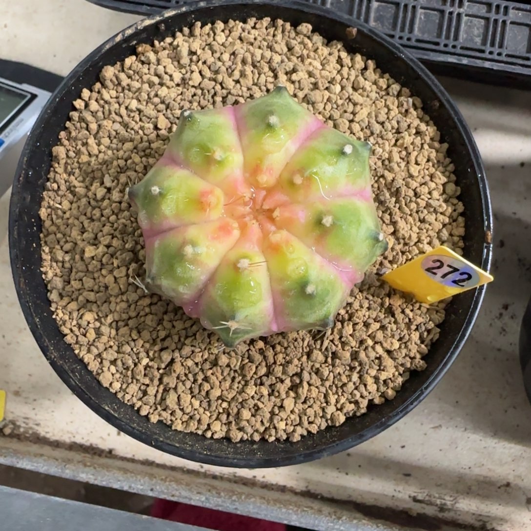 大***子272号泰系实生轮回
