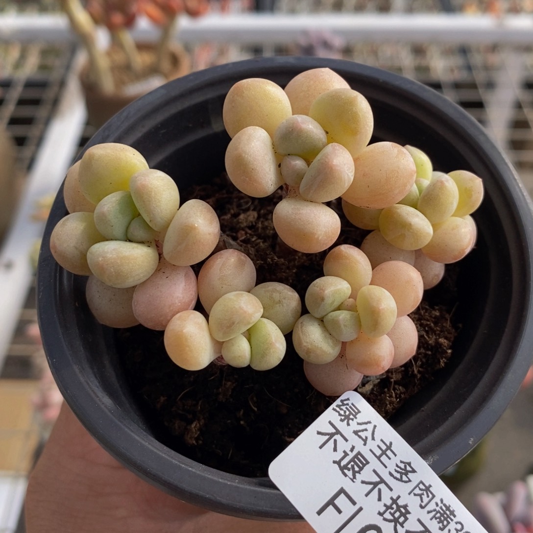 萤火虫029/6cm多肉