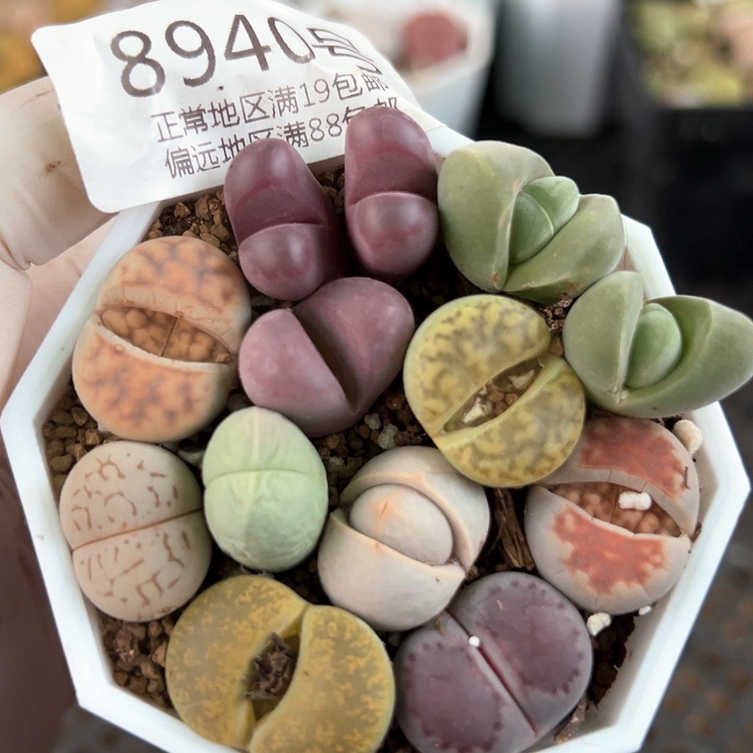 好养易活生石花大母本8940