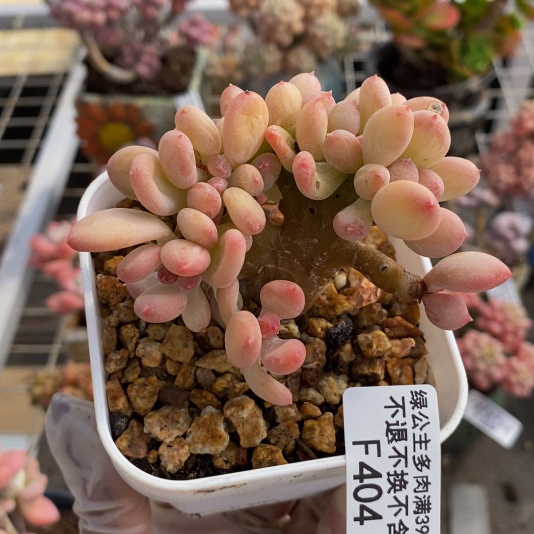 苹果奶缀404/7cm