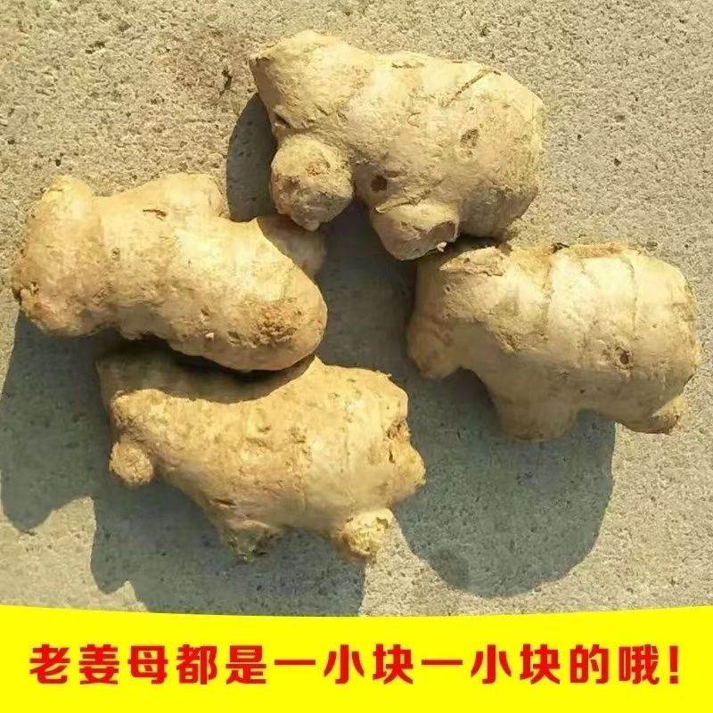【碎姜】老姜小黄姜小块姜新鲜现挖辛辣安徽马寨产地直发
