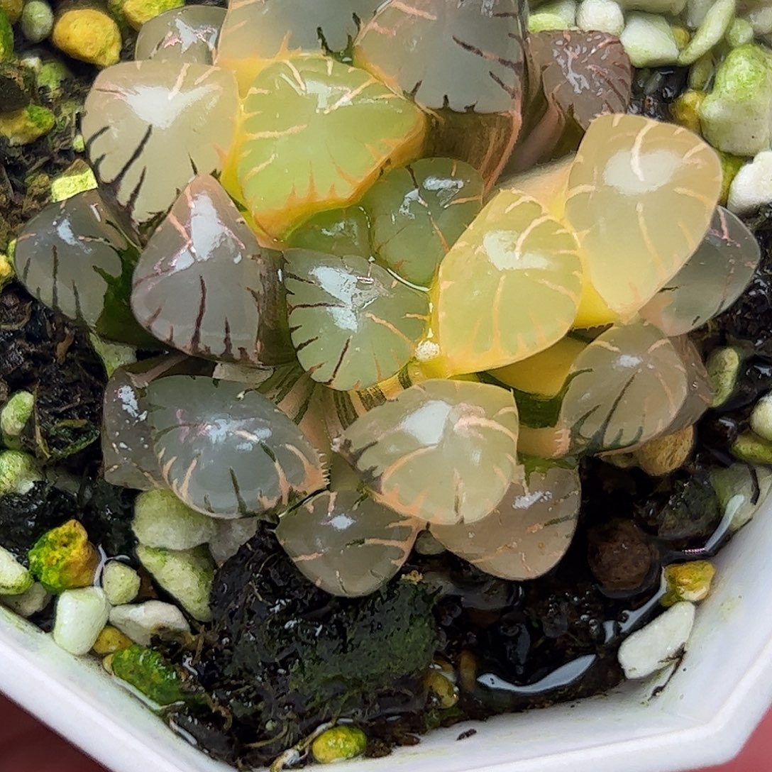 冰灯锦十二卷多肉植物