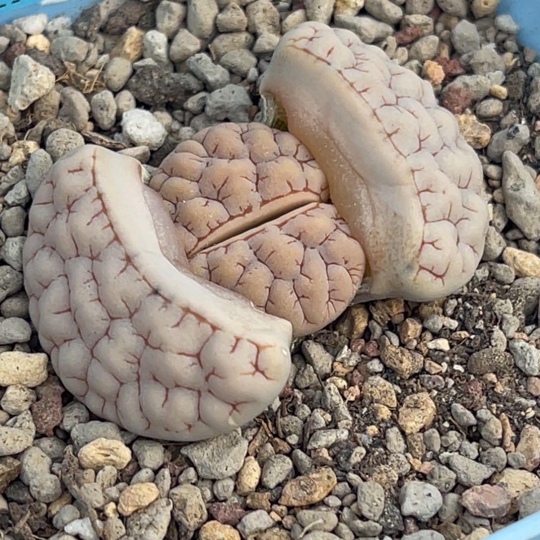 6732凹凸脑纹189一颗