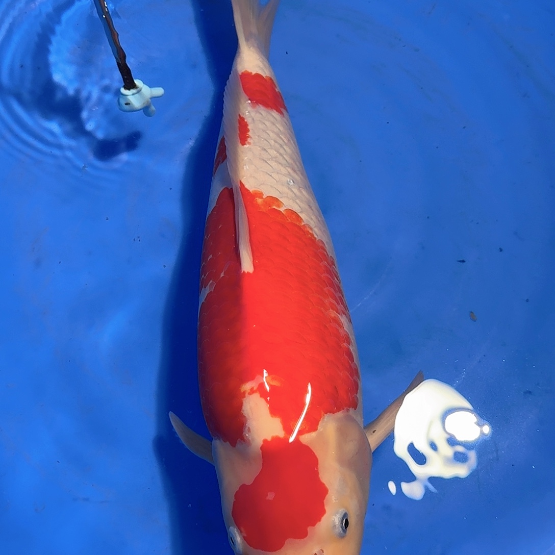 知***一锦鲤阪井红白不包邮