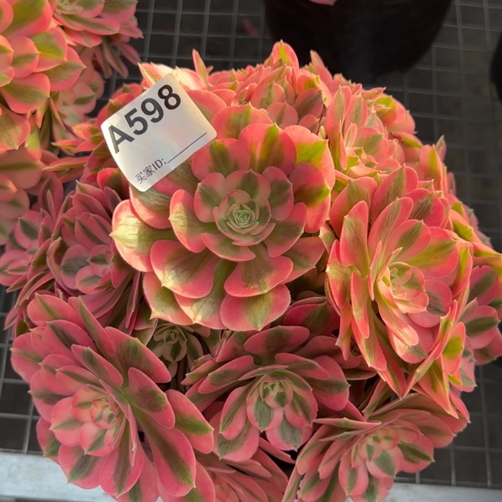 598女巫25厘米左右