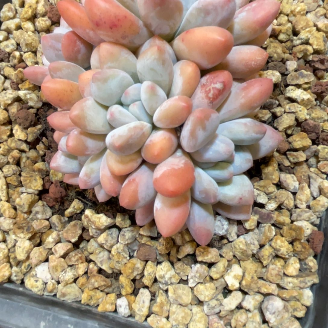 韩版香水2颗一起68